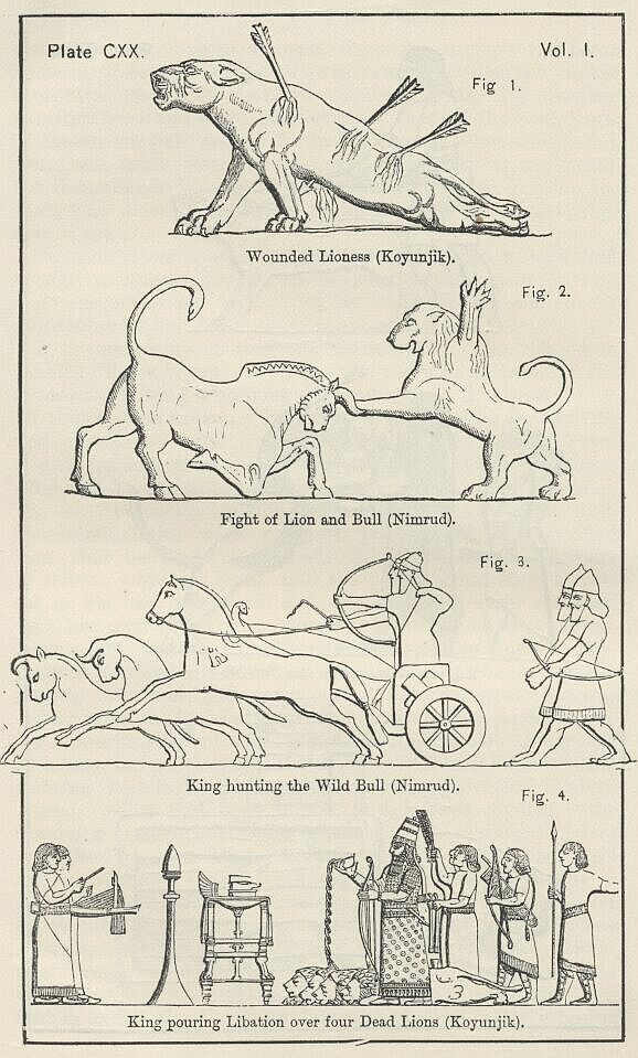 مصطفى tweet media