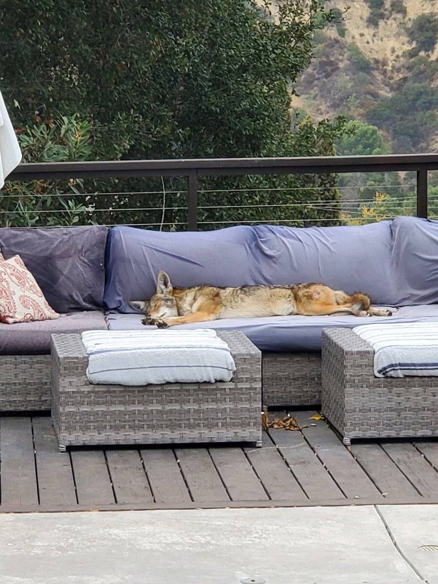 OnlyYotes tweet media