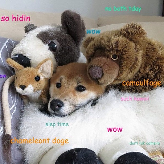 Shiba Every Hour tweet media