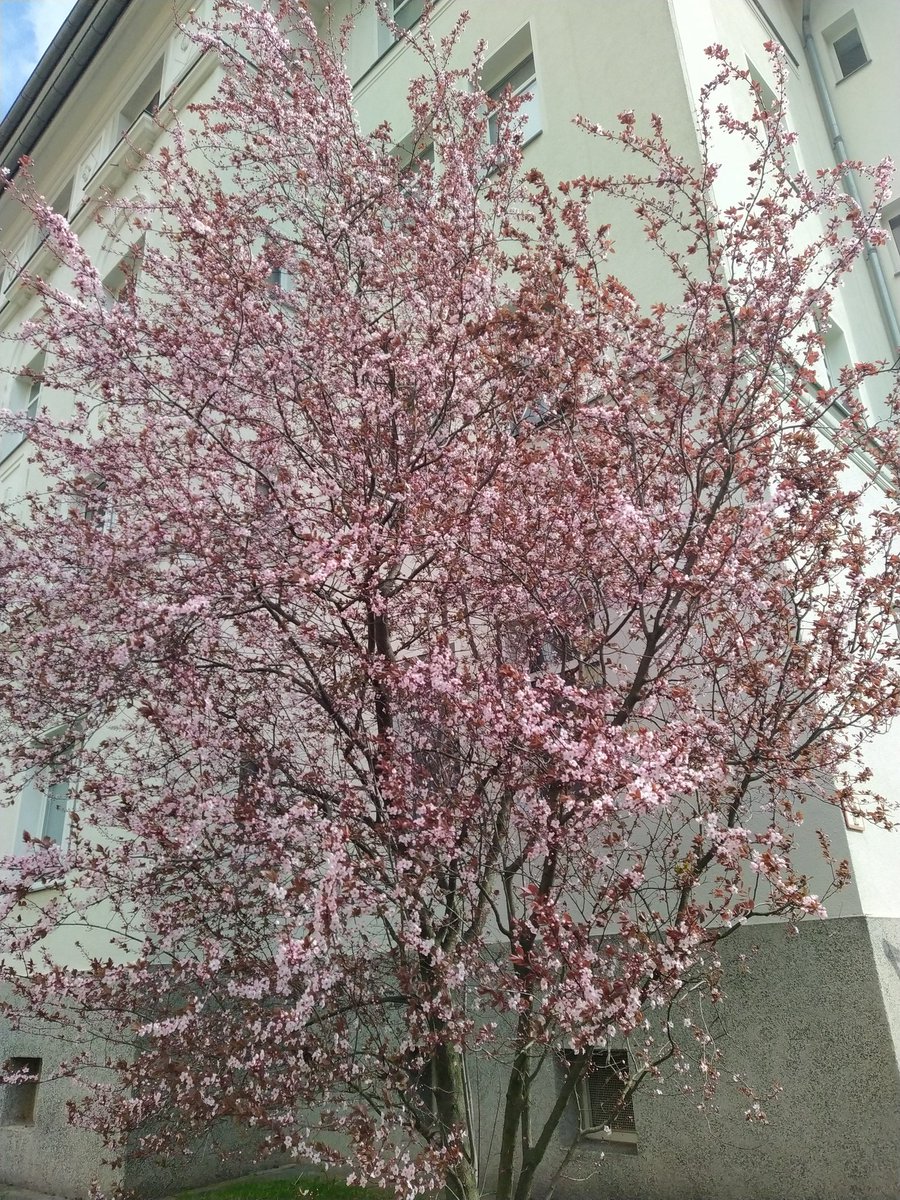 Daughter Zhivago tweet media