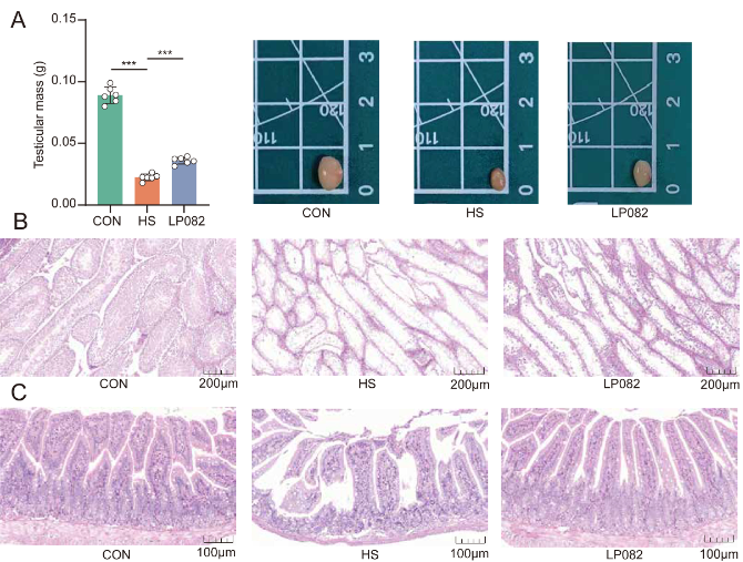 ASMicrobiology's tweet photo. Heat stress affects animal reproductive performance. This #mSystems study identifies Lactiplantibacillus plantarum 082 as a protector against heat-stress related testicular injury by remodeling gut microbiota &amp; repairing intestinal barriers. https://t.co/TXhPe4qT08 https://t.co/R1IlJtHUzY