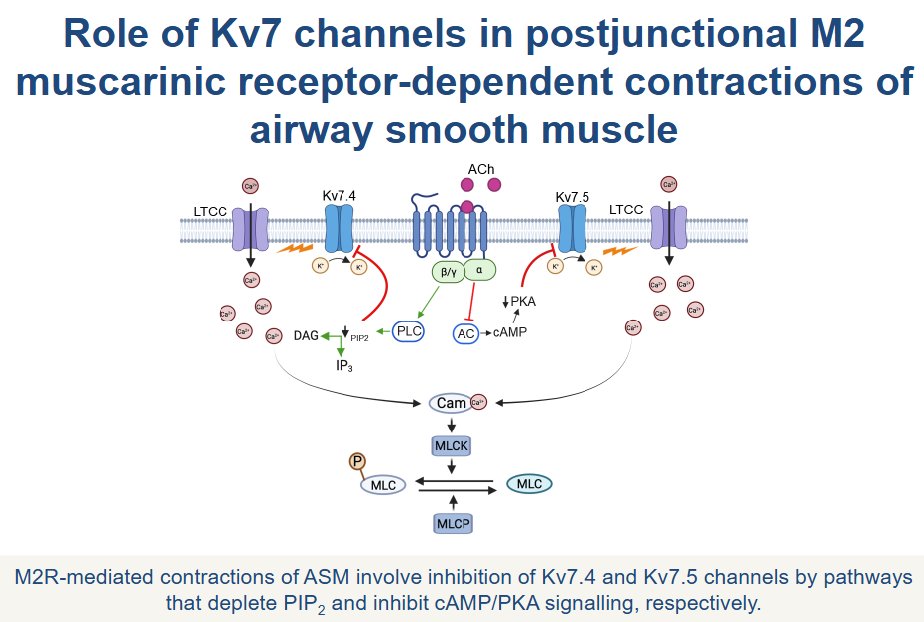 AJP-Cell Physiology tweet media