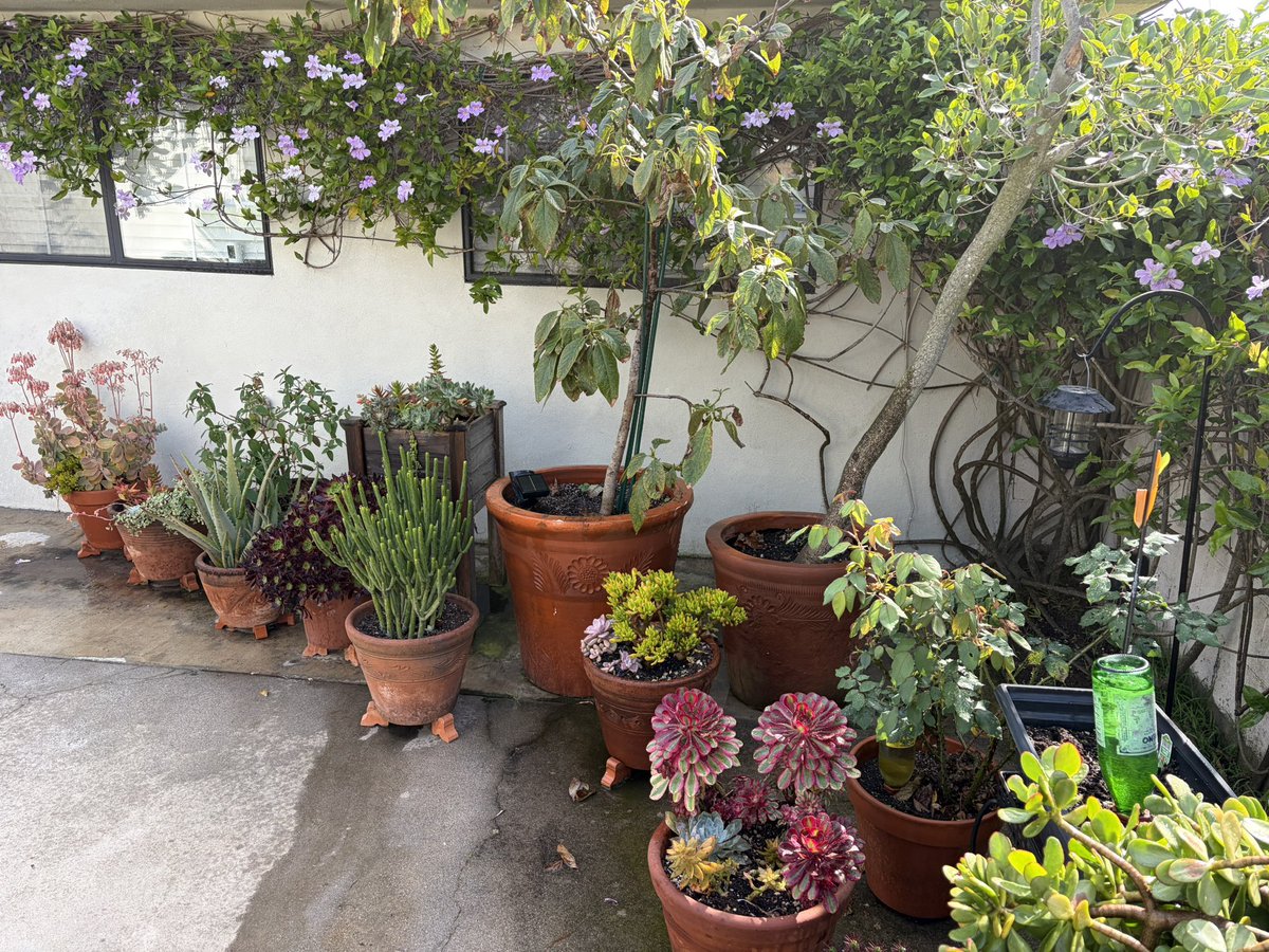 UltrametLAX tweet media