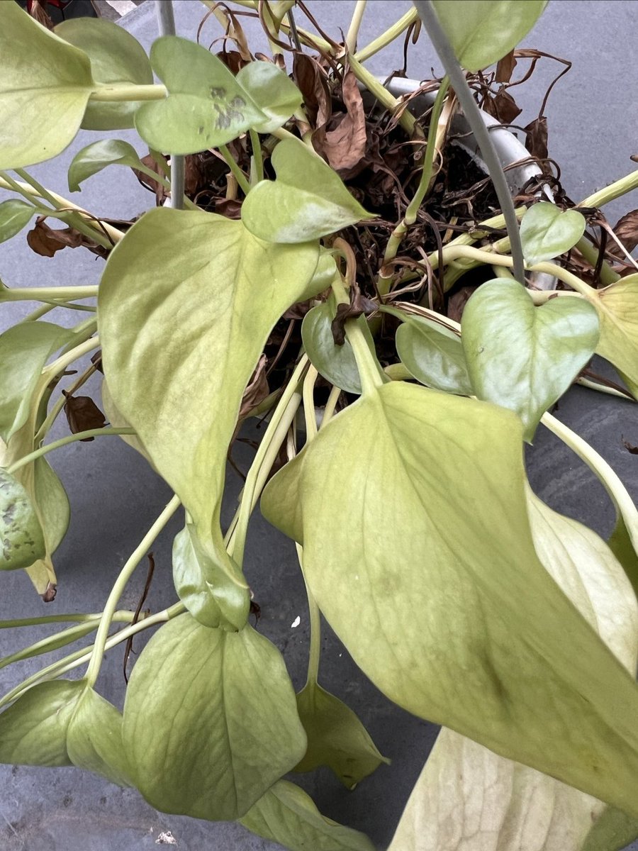 Kira Hinriksen tweet media