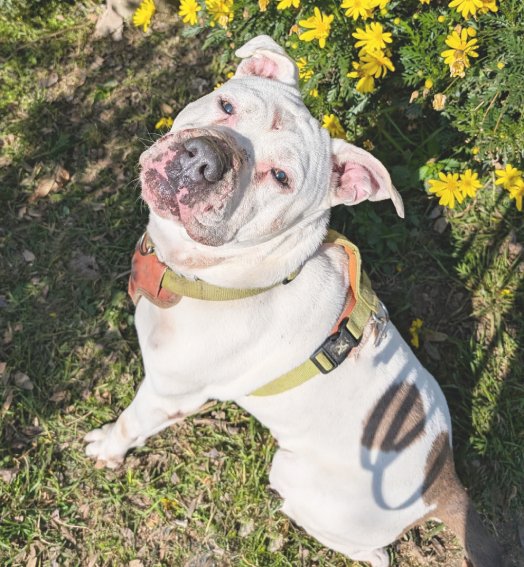 protemataro tweet media