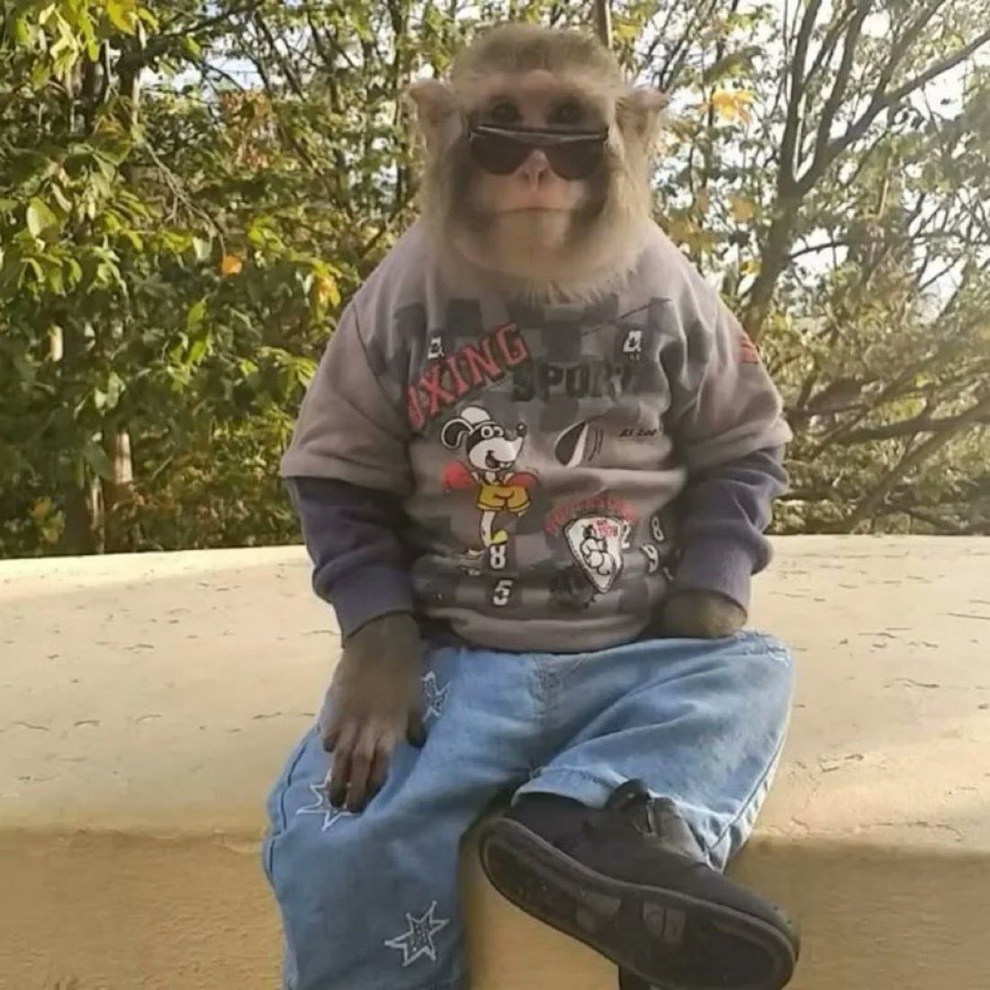 Out Of Context Monkeys tweet media