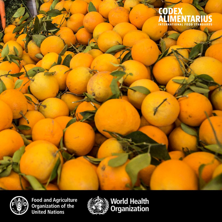 FAOWHOCodex's tweet image. 📙 | #Oranges are among the world’s most popular fruits. Not only are 🍊 tasty, but they are also a good source of:

🍊 Vitamine C
🍊 Potassium
🍊 Fiber
🍊 Thiamine

👉To protect consumer health, #Codex adopted a standard for 🍊

➕ℹ️➡️ bit.ly/3paLHZt

#FoodSafety