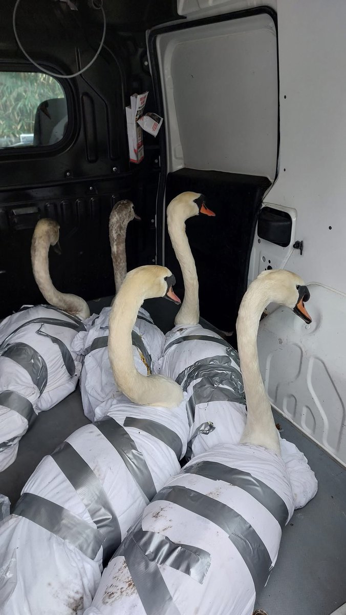 𝑨𝒎𝒆𝒕𝒉𝒚𝒔𝒕 (pigeon girl) 🐦 𖦹⭒°。⋆ tweet media