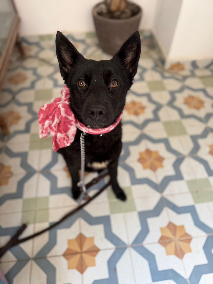 𝙷𝚎𝚕𝚊 𝙼𝚘𝚛𝚎 🐶 tweet media