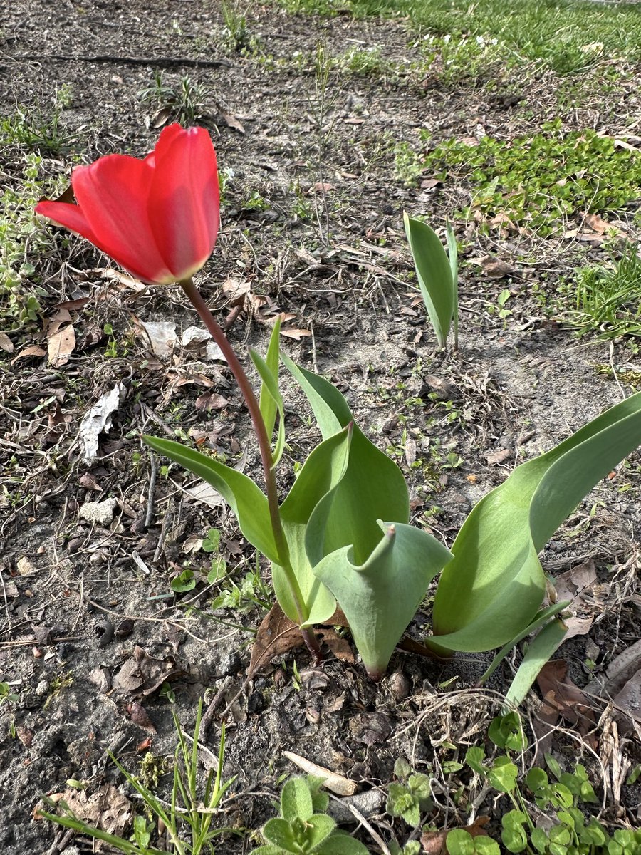 Red Elf 🧚🏼‍♀️ ❀༻༺❀ loathes LIARS tweet media