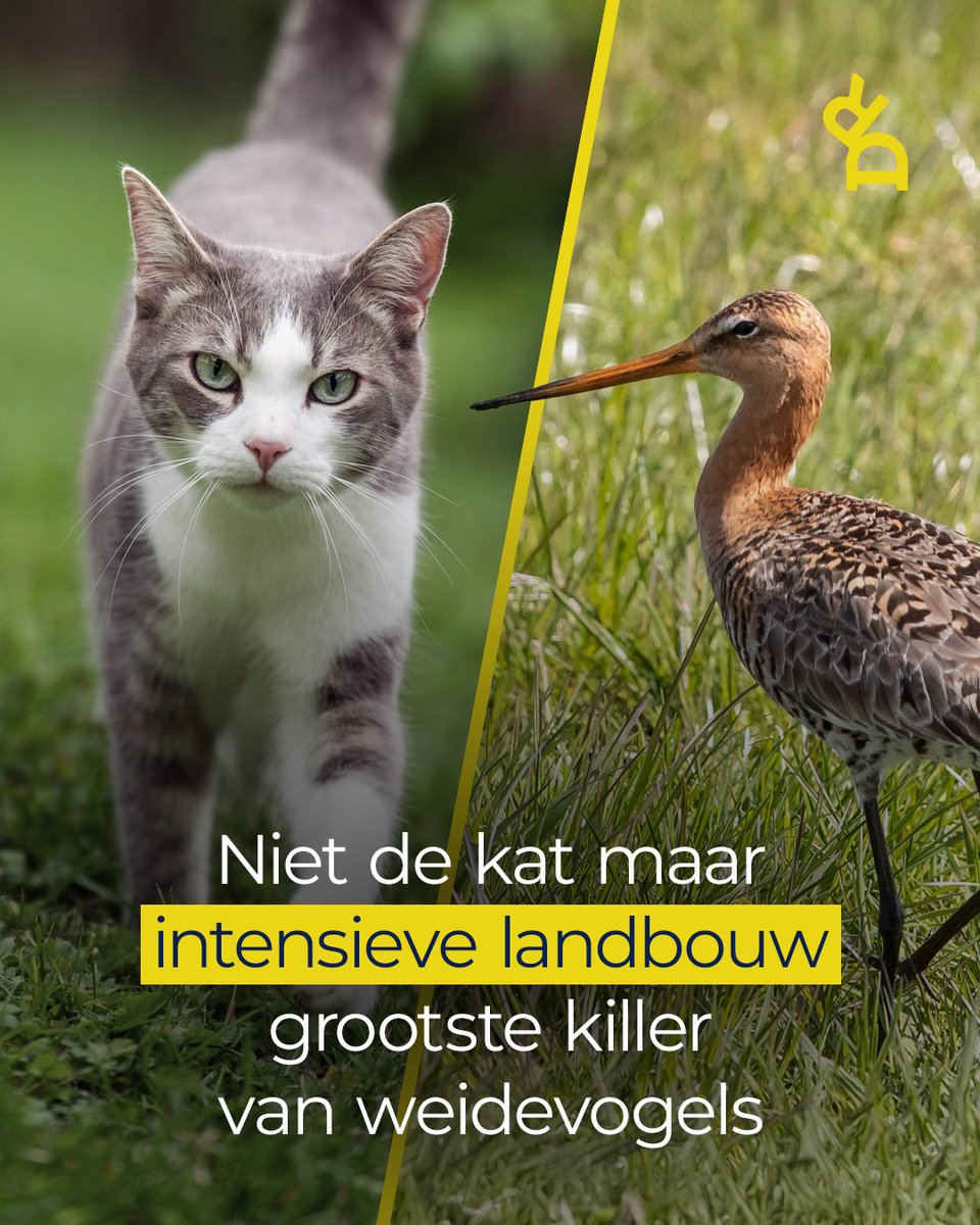 Dier&Recht tweet media