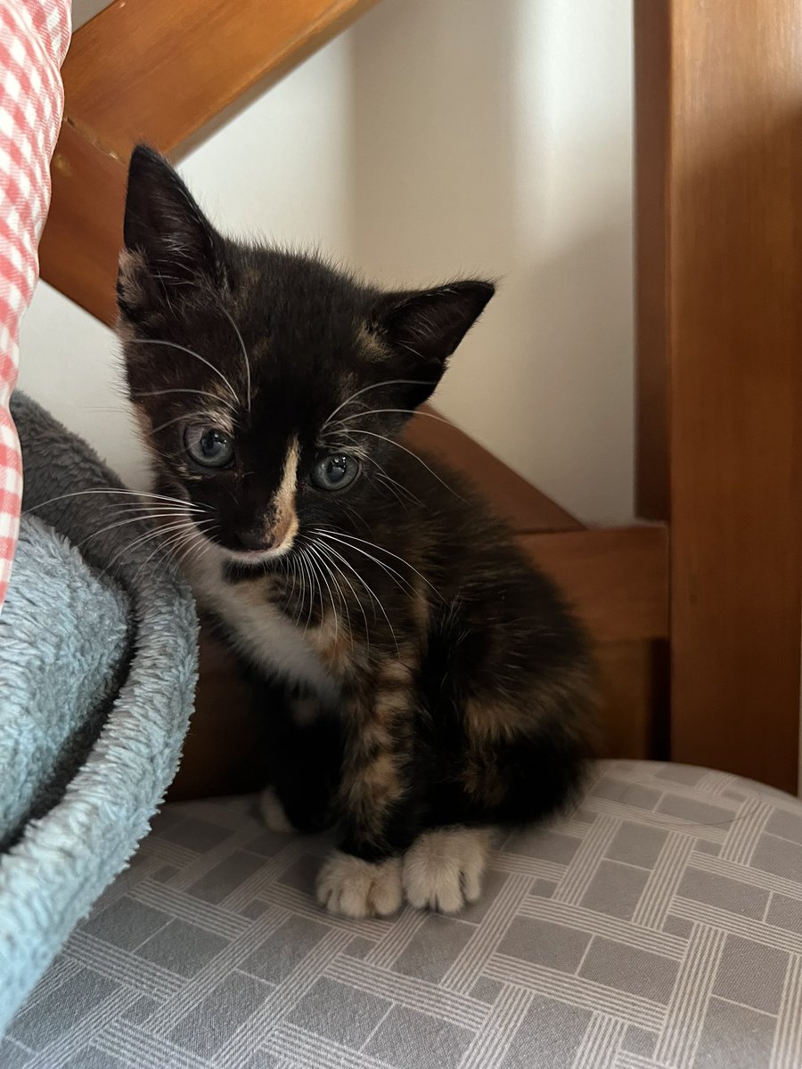 memória ancestral de eunuco tweet media