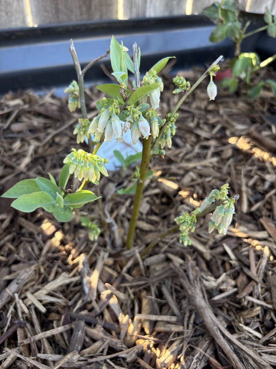 Mrs. Bell tweet media