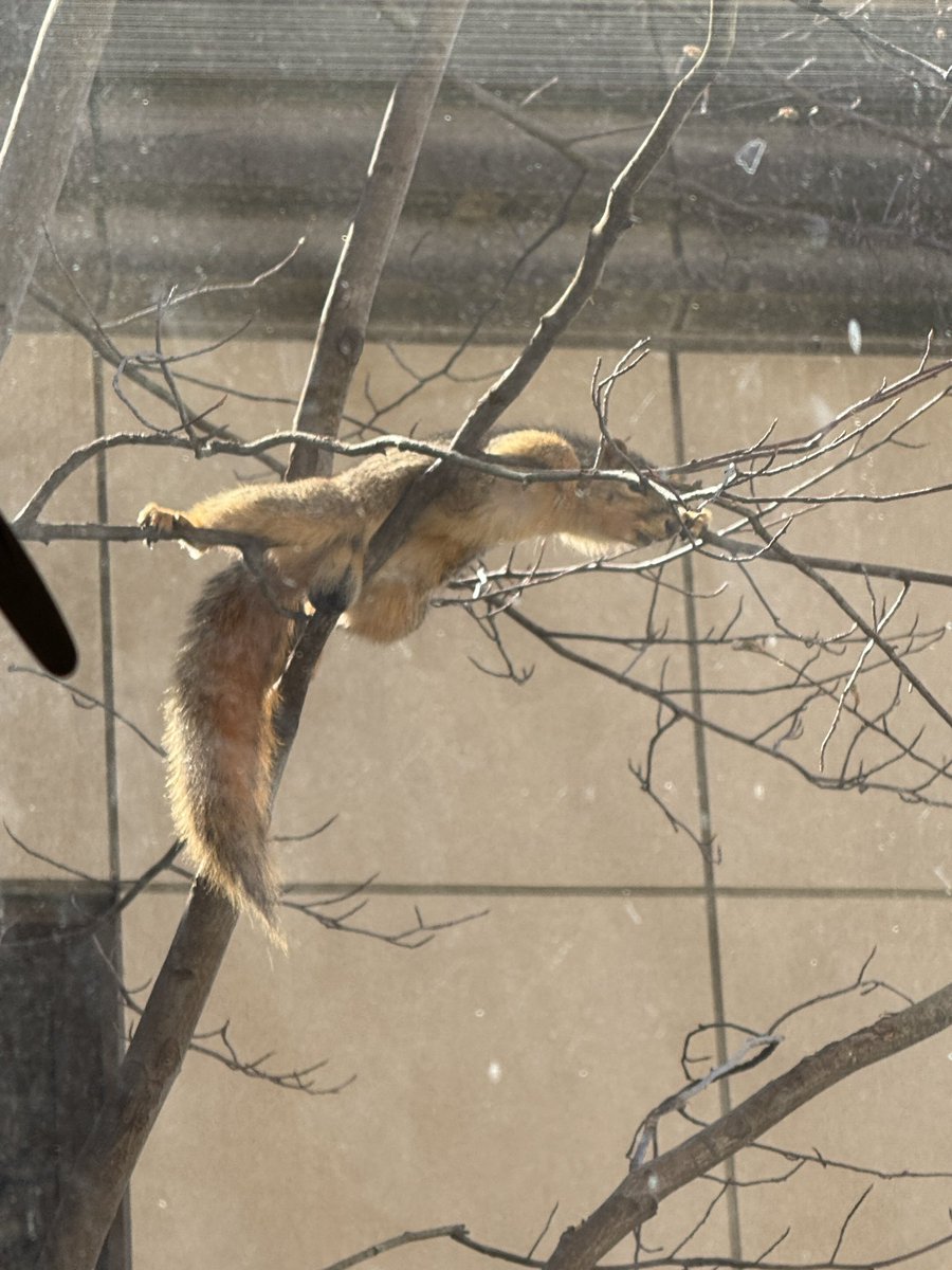 Squirrel on campus just trying to stay cool!