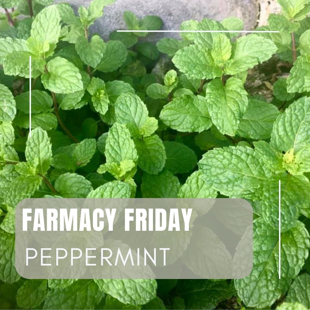 Agriscaping's tweet image. Peppermint (Mentha piperita) is a powerhouse herb—soothing bronchitis, easing colds, clearing congestion, and fighting fatigue. 🌿
What’s growing in your FARMacy?
#HealingHerbs #FarmacyGarden #Agriscaping #NaturalWellness