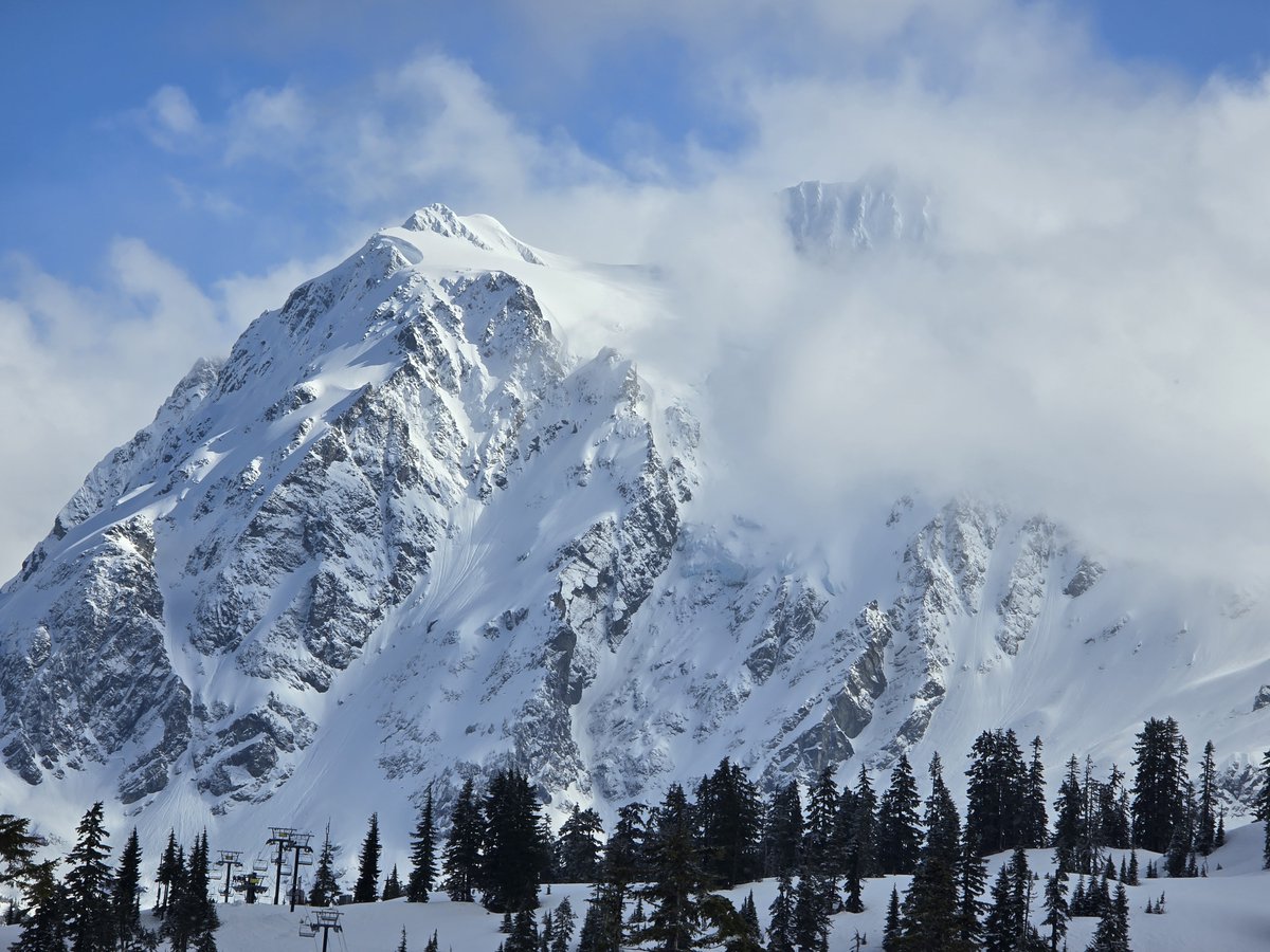 Pet the killer whale tweet media