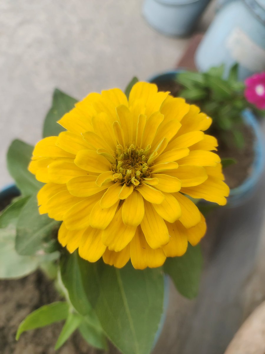 Nandini85767890's tweet photo. Good night 🏙️
#GoodnightTwitterfriends #FlowersOnX #sallandık #msü2026 https://t.co/DbOhzB8i8T
