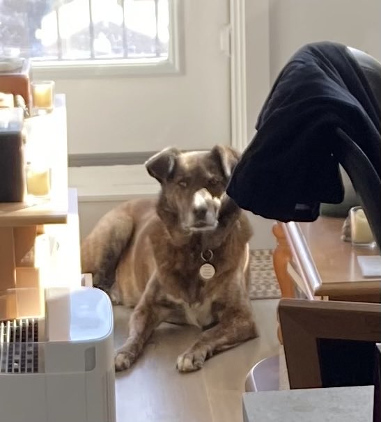 Shaylee enjoying the morning sun.