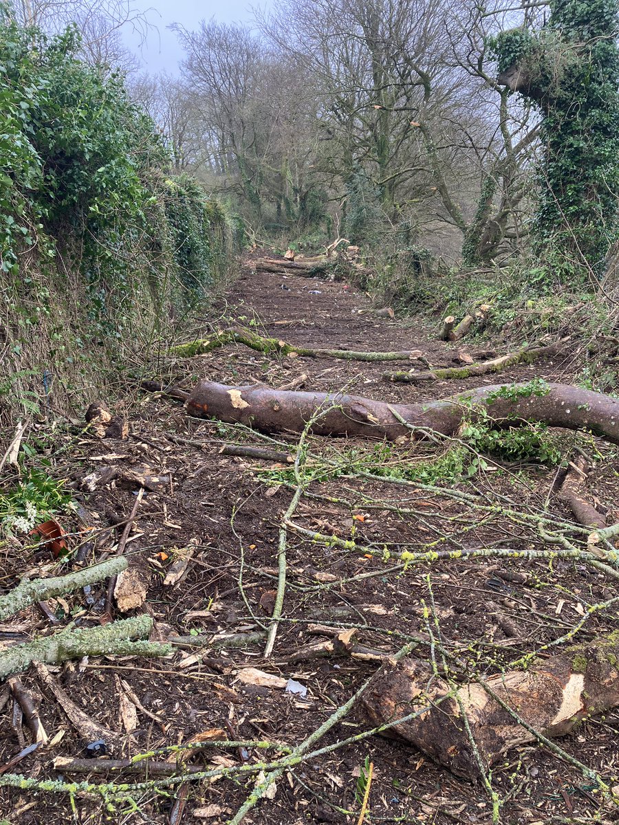 bomah's tweet photo. @RichardTMills @govisitdonegal @donegalcouncil In February this plot in Douglas was a nice woodland with an impenetrable bramble undergrowth. Counted 135 annular rings on the Oak stump! https://t.co/b4c8FcRXJk