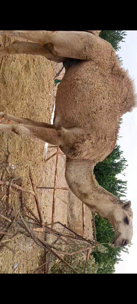 زايد بن جريم tweet media