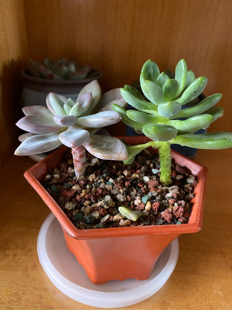 martin allan grieve tweet media