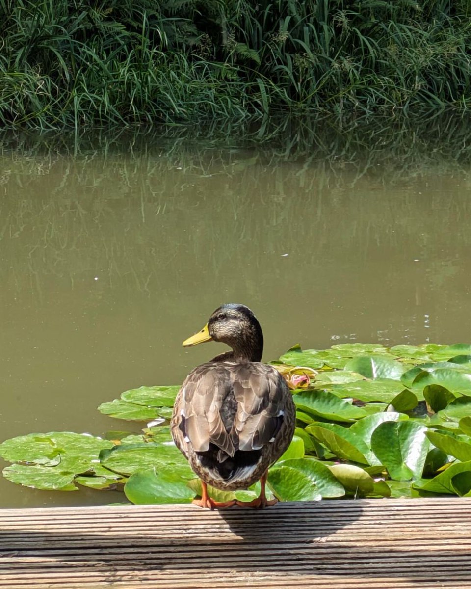 Short Stay Homes tweet media