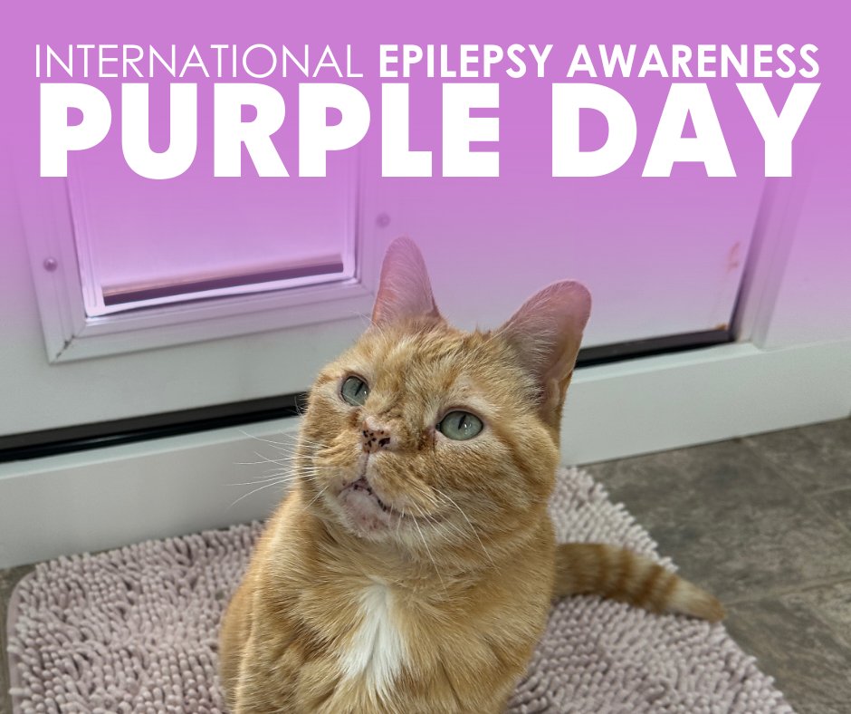 Blind Cat Rescue tweet media