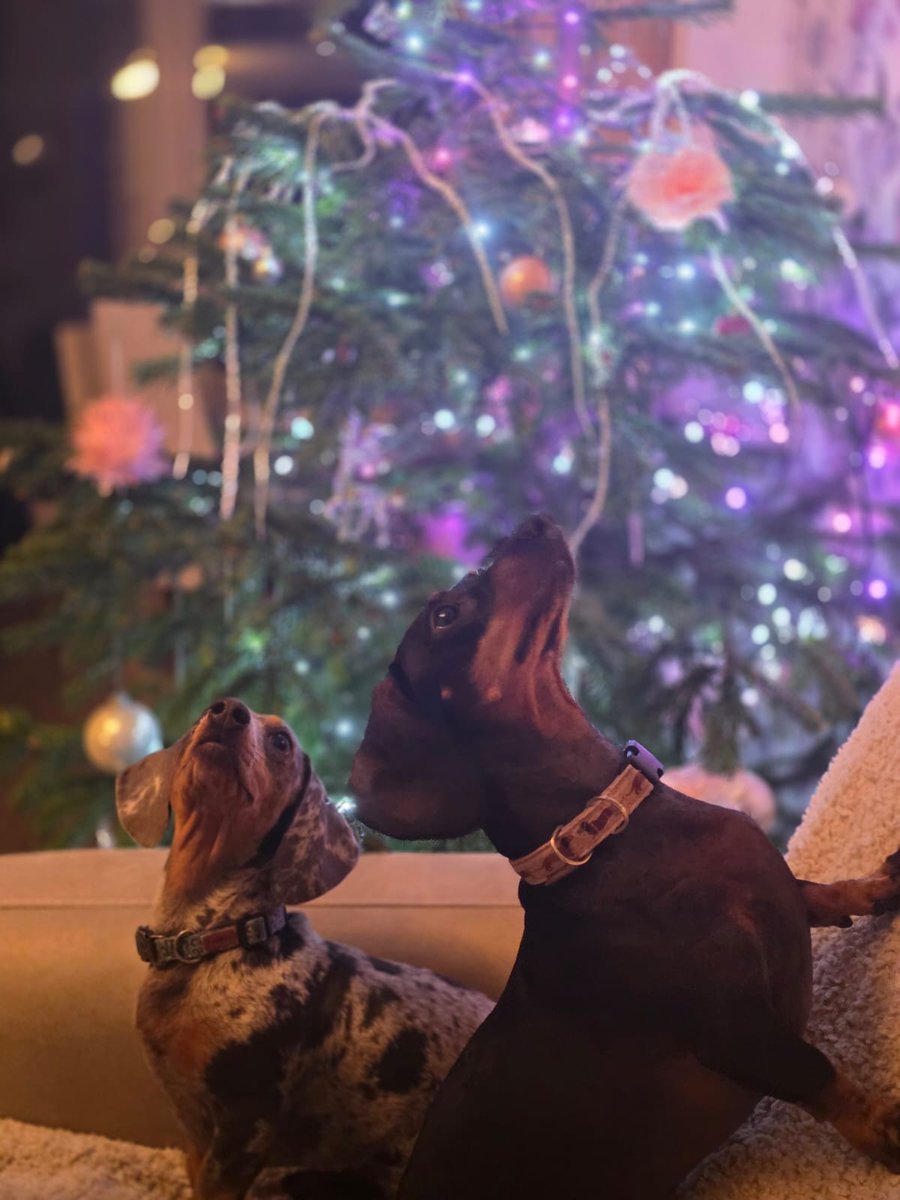 Lumerz87's tweet photo. Today we did goodbye to Darcy(r) at just 5 years old due to back/leg problems .We will miss her dearly and may she rest peacefully x https://t.co/8VvTnrGxVU