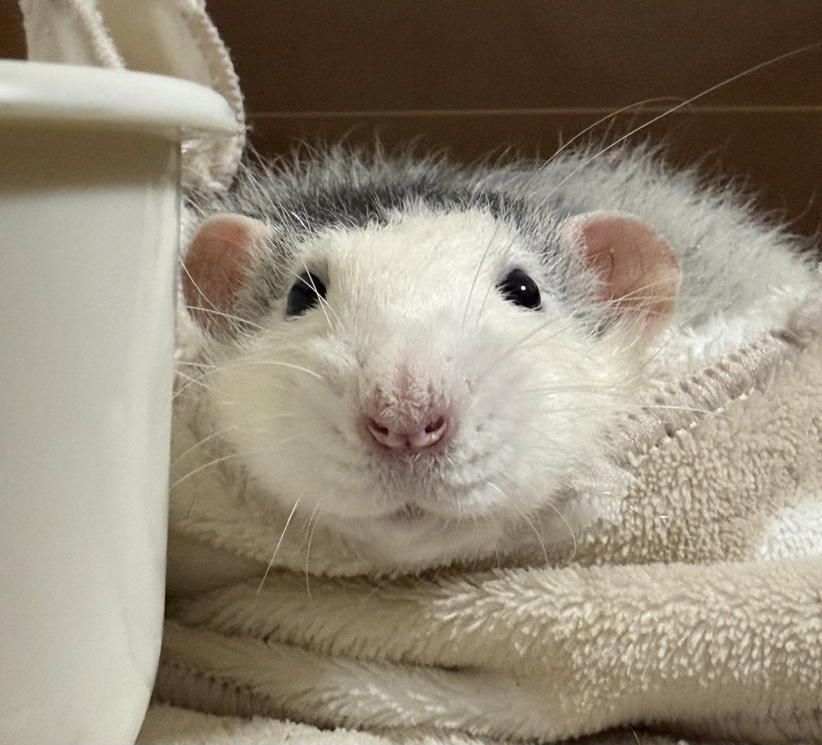 ﾇﾝﾒ•ﾘｰ tweet media