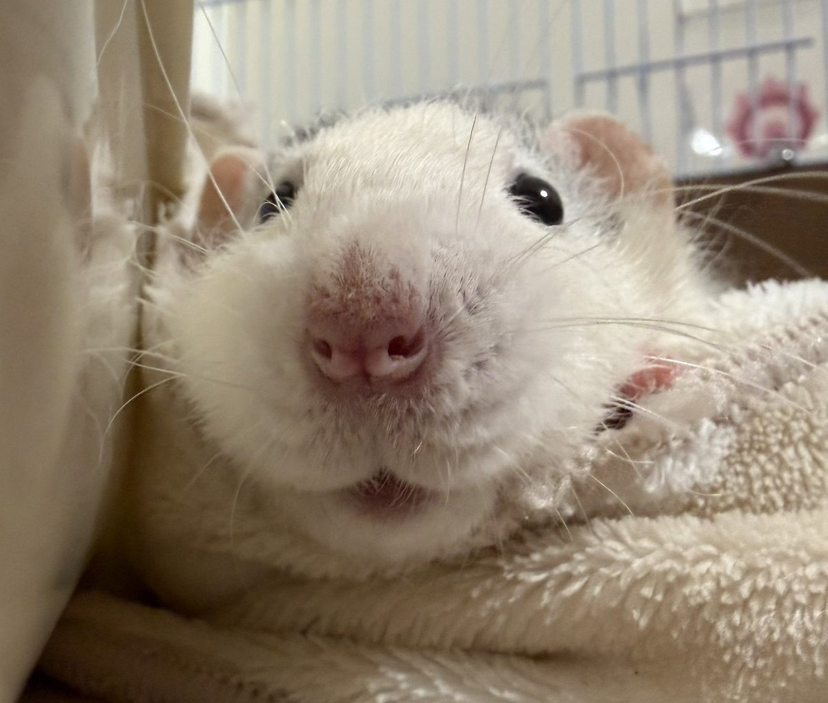 ﾇﾝﾒ•ﾘｰ tweet media