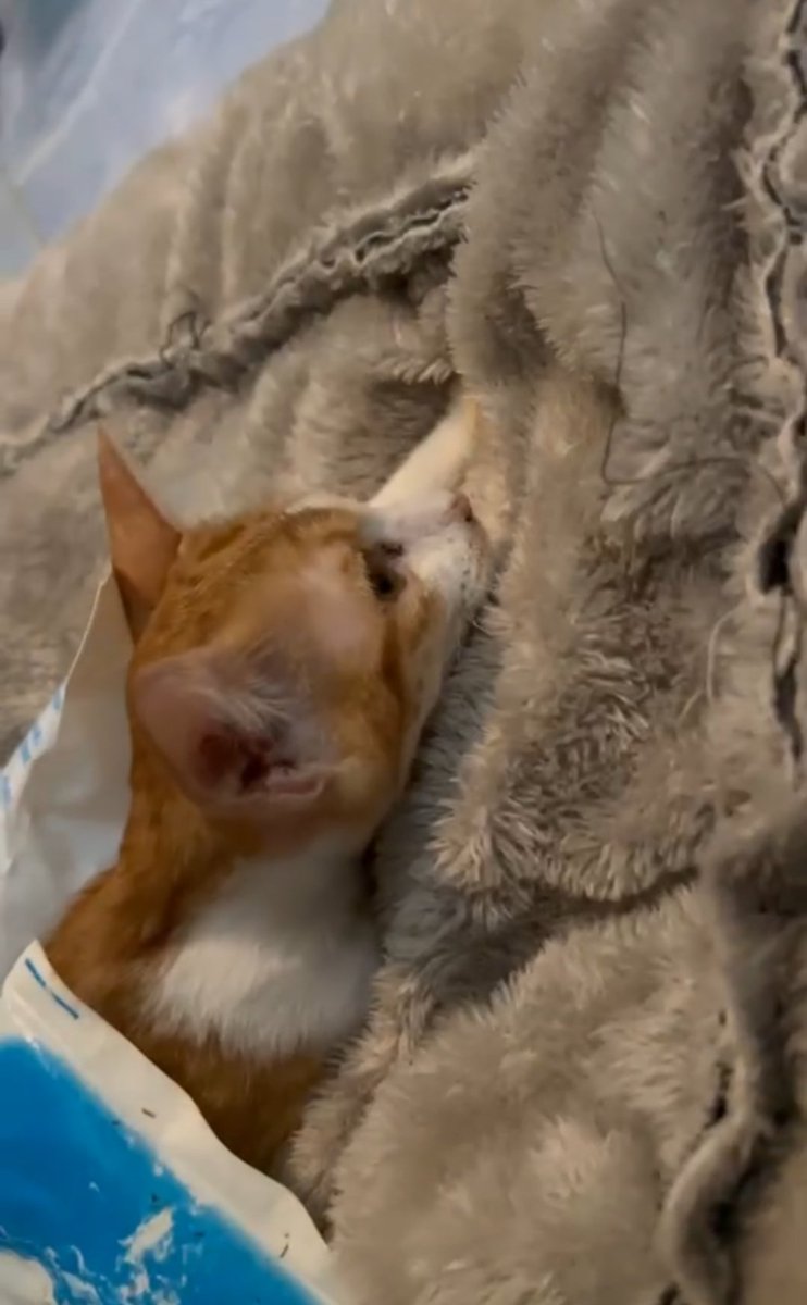 NUTTY~MBหาเงินรักษาเมี๊ยว 🎀🤍🫧 tweet media