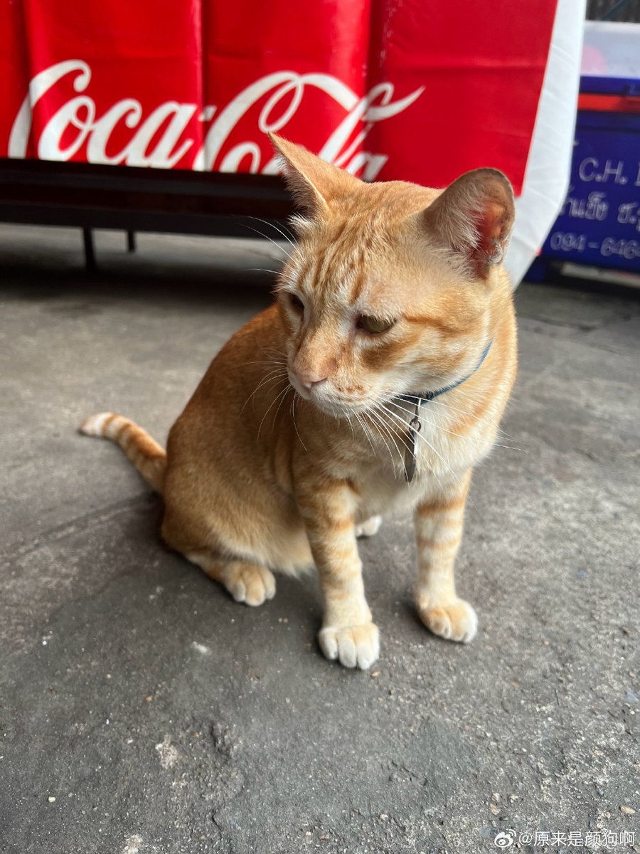 Buzz Sundog tweet media