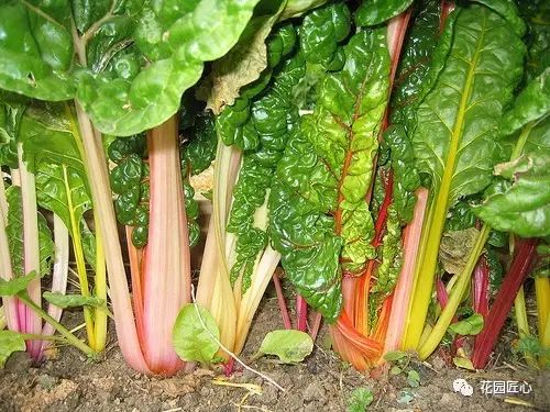 minakshee piplya tweet media