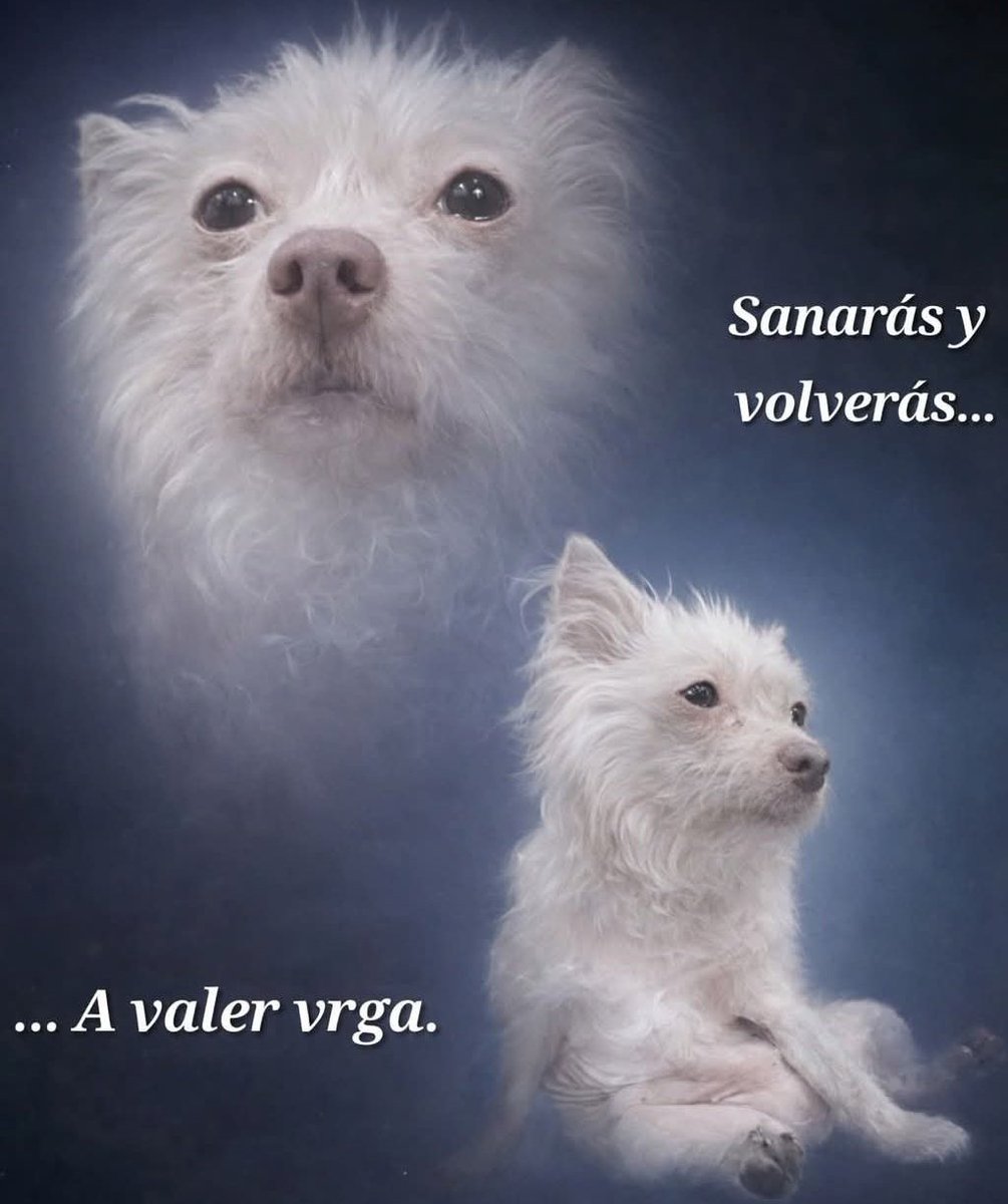 Cap Briagowsky tweet media