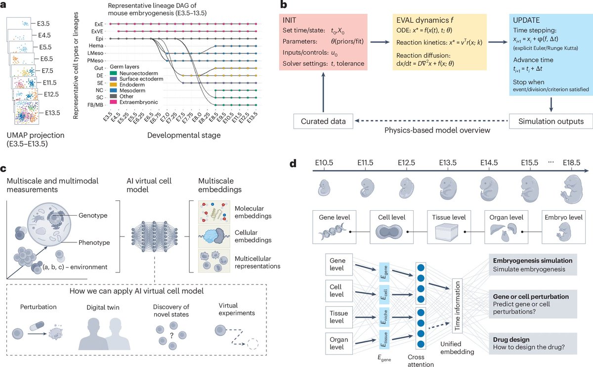 evo-devo tweet media