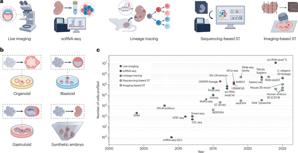 evo-devo tweet media