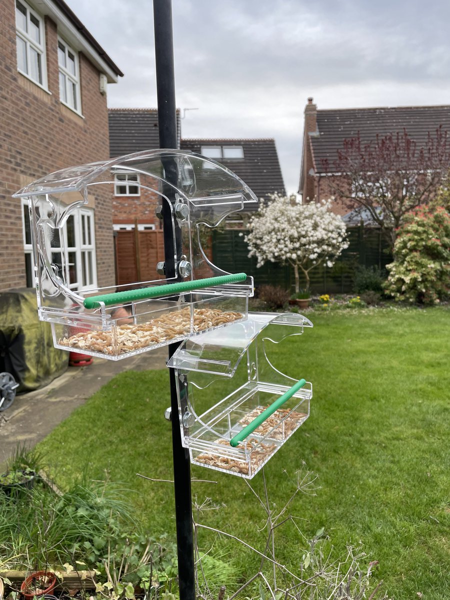 Finally managed to design a pole mounted suitable tray style live meal worm feeder out of Perspex window feeders with detachable trays and suitable BTO section-able poles. ⁦⁦<a href="/CAWOSBirding/">Cheshire & Wirral Ornithological Society</a>⁩ <a href="/_BTO/">BTO</a>