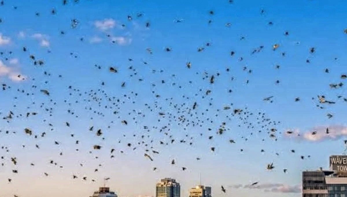 Szymanski tweet media