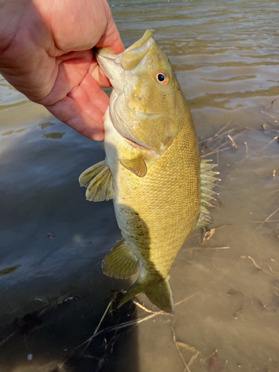 Andy Whitcomb tweet media