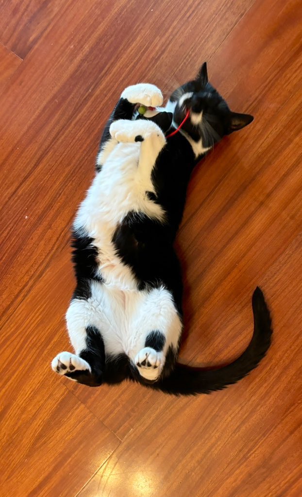 Sophie🐈 Molly🐈 & RIP Boo🐈 tweet media