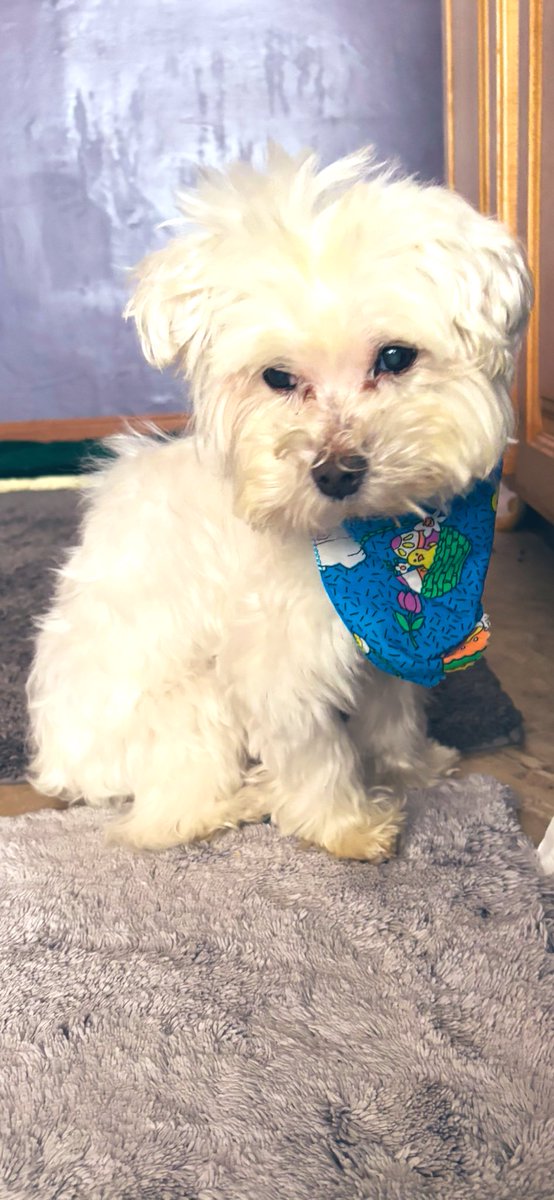 Jaxcarly0612's tweet image. #ThrowBackThursday My baby girl, Carly, in her Easter 🐣🐰💗 bandana…. I miss her 🥺🕊️🌈❤️ #Carly🤍 #MyHeart❤️