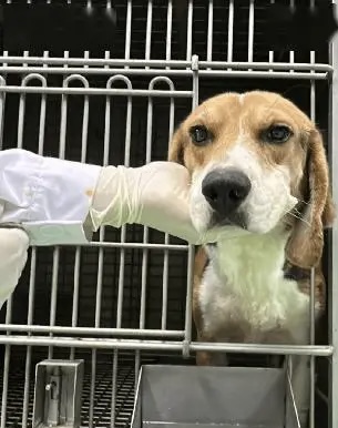 Beagle Lovers And Rescuers Inc. tweet media