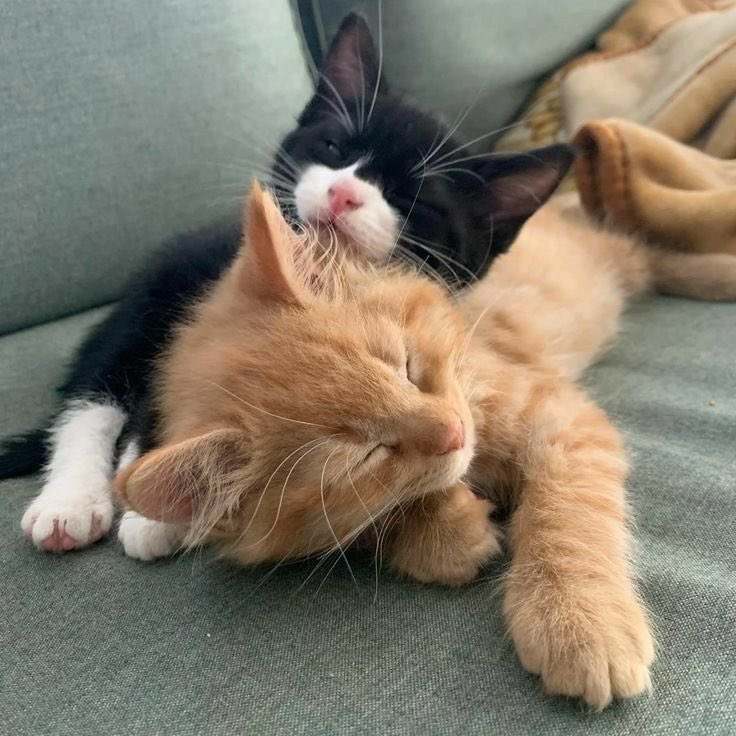 daily cats ♡ tweet media