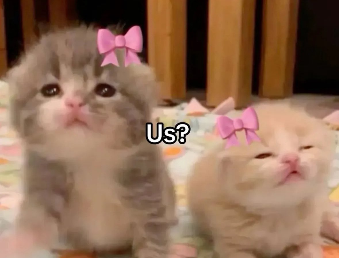 daily cats ♡ tweet media