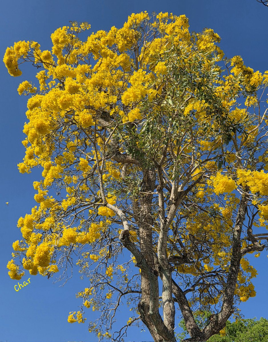 Char☀NaturePhoto 🌼 tweet media