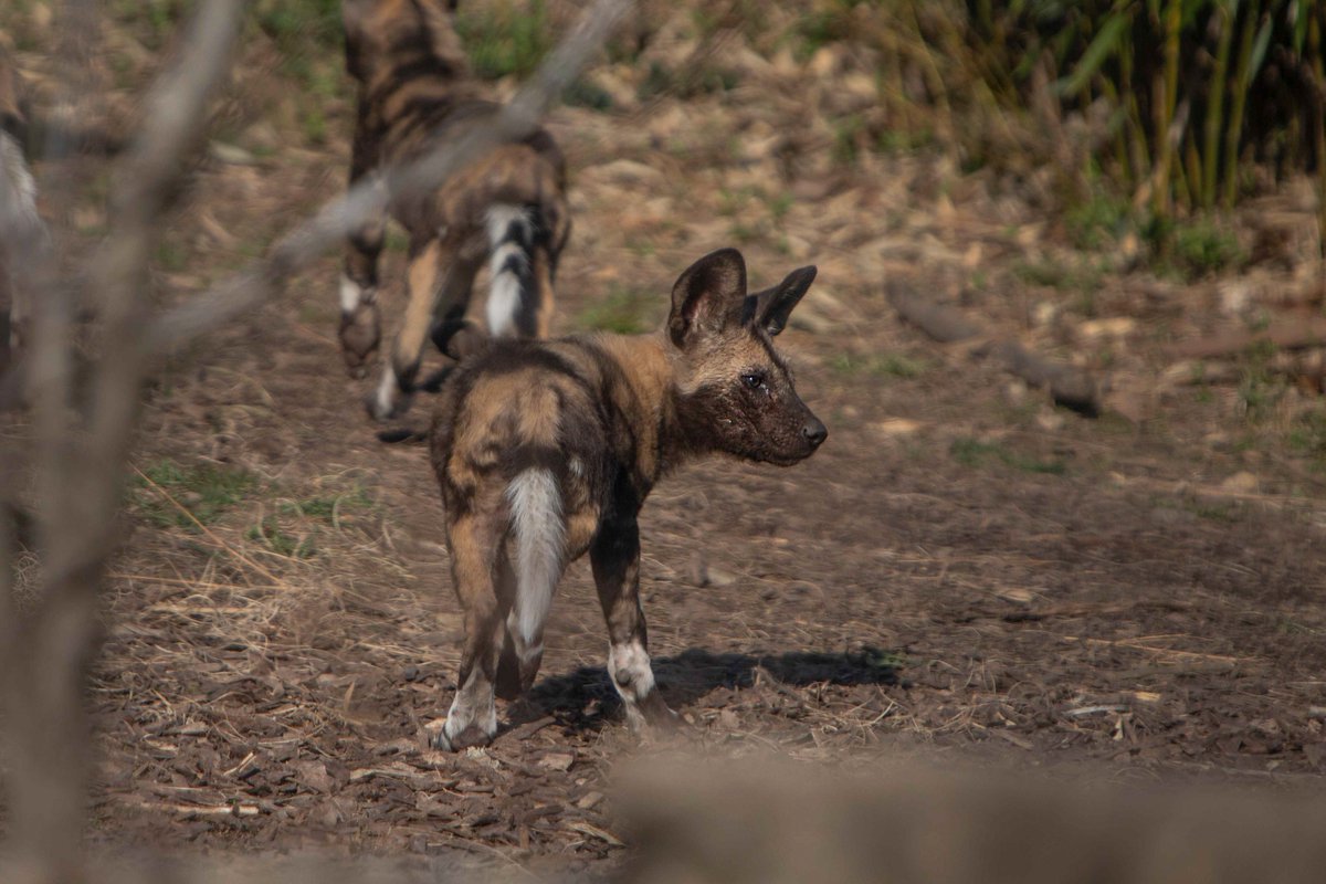 Saint Louis Zoo tweet media