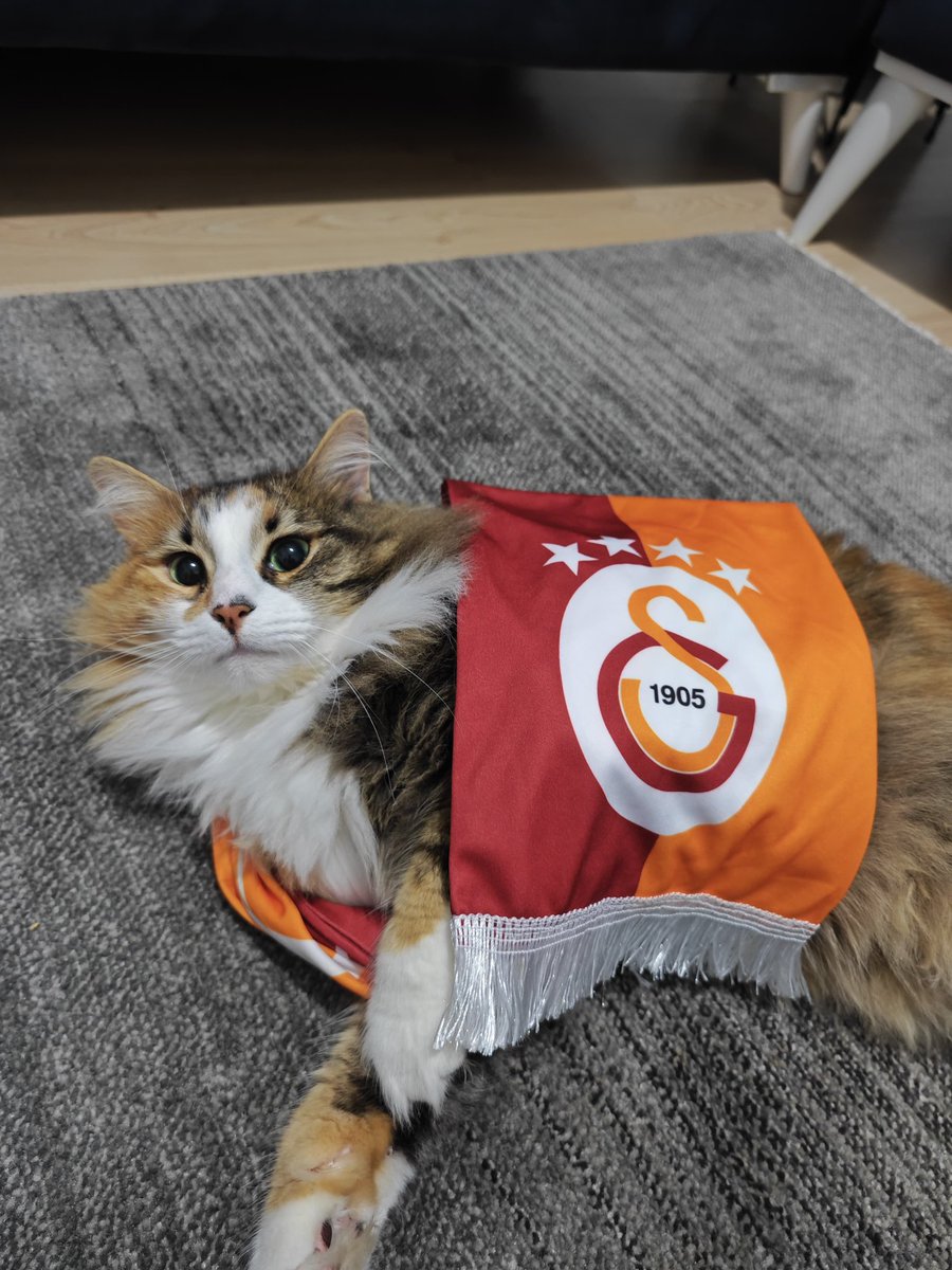kayakevsr's tweet photo. Kedim dünden beri kayıp. Görenlerin benimle iletişime geçmesini rica ederim 
#kedi #veteriner #hayvanseverler @KagithaneBelTR @istanbulbld @HayvanseverGaze https://t.co/KrUaa3EPlA