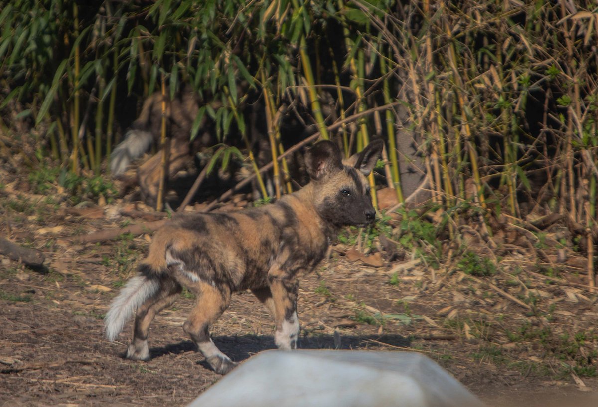 Saint Louis Zoo tweet media