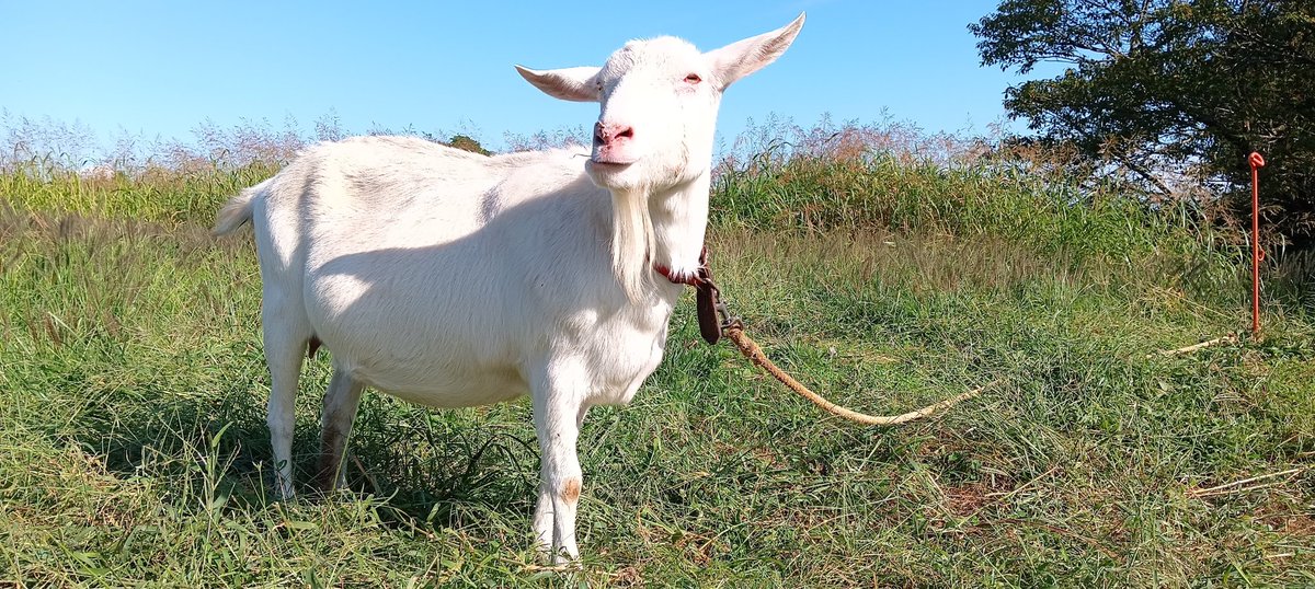 晴 ꕤ BNR32怪 tweet media