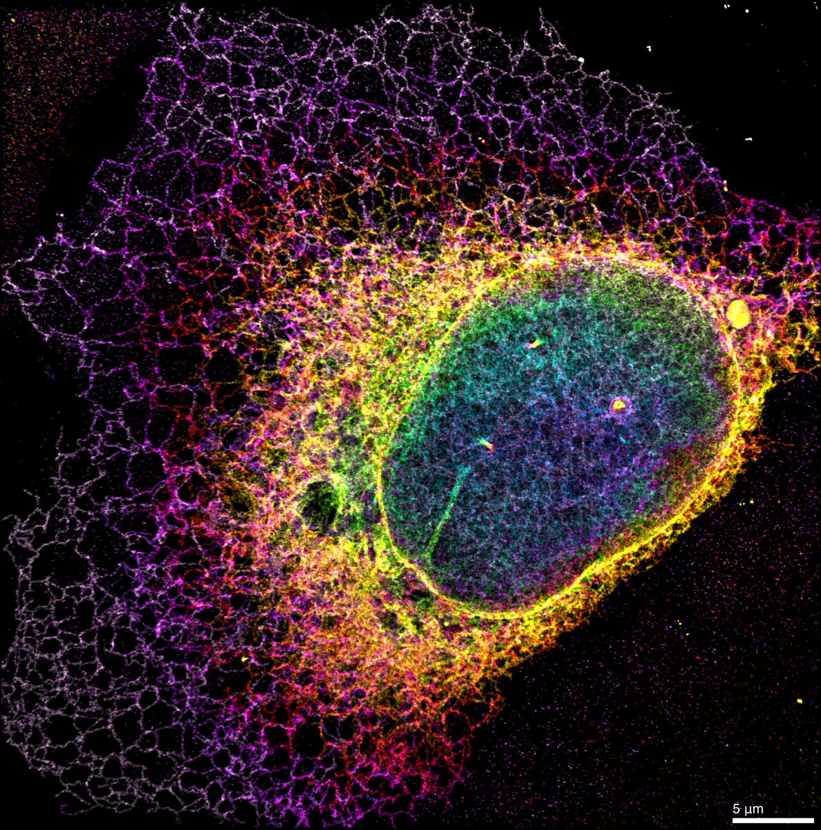Bewersdorf Lab tweet media